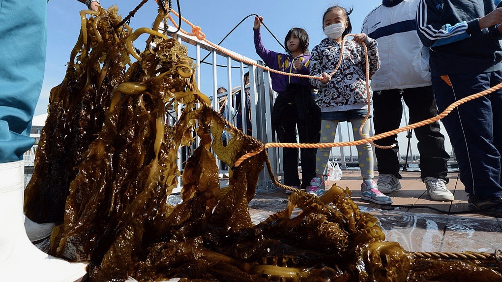 A rope covered in wakame seaweed