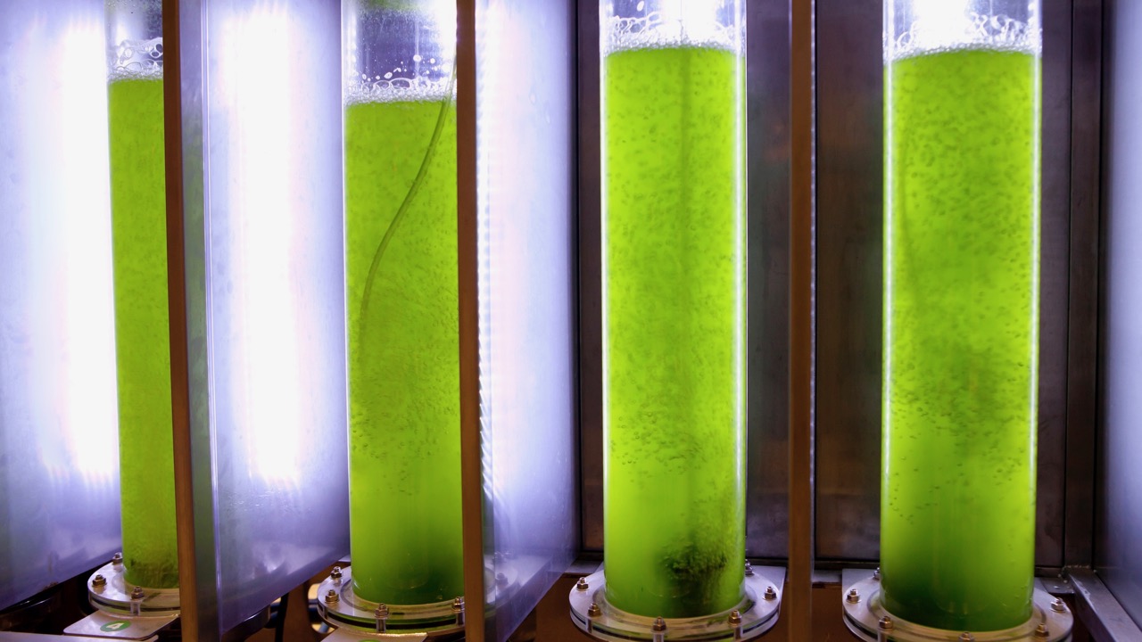 Photobioreactors filled with growing microalgae