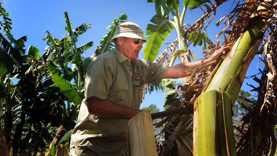 A man cutting down a diseased tree