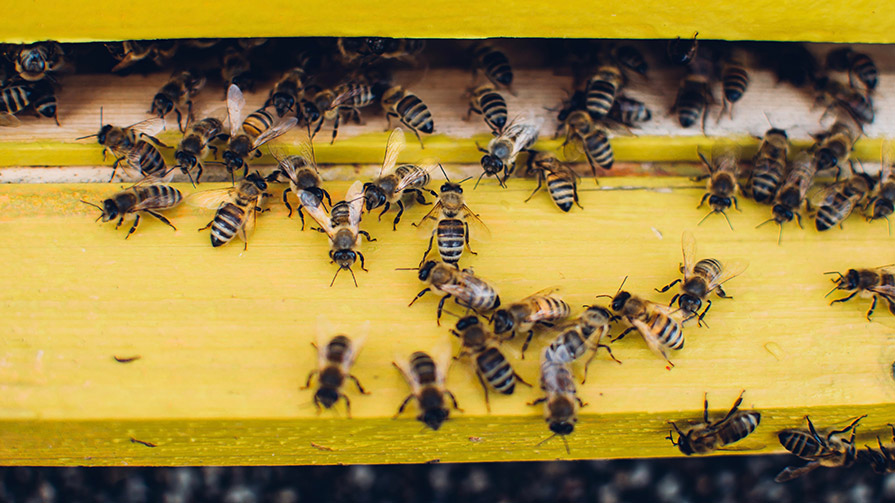 Bees going into a hive