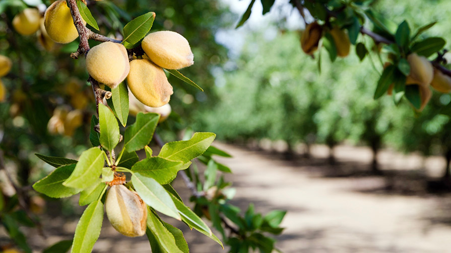 Almonds growing on a tree
