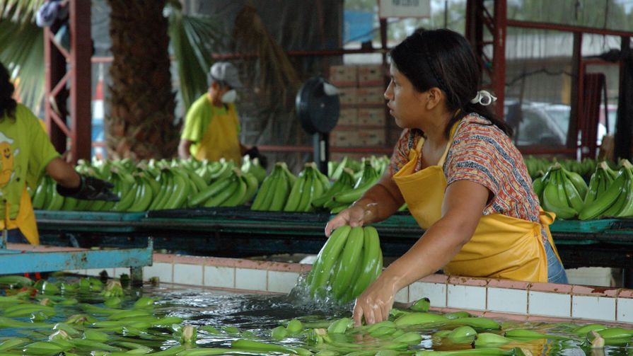 A woman washing bunches of bananas before shipping them