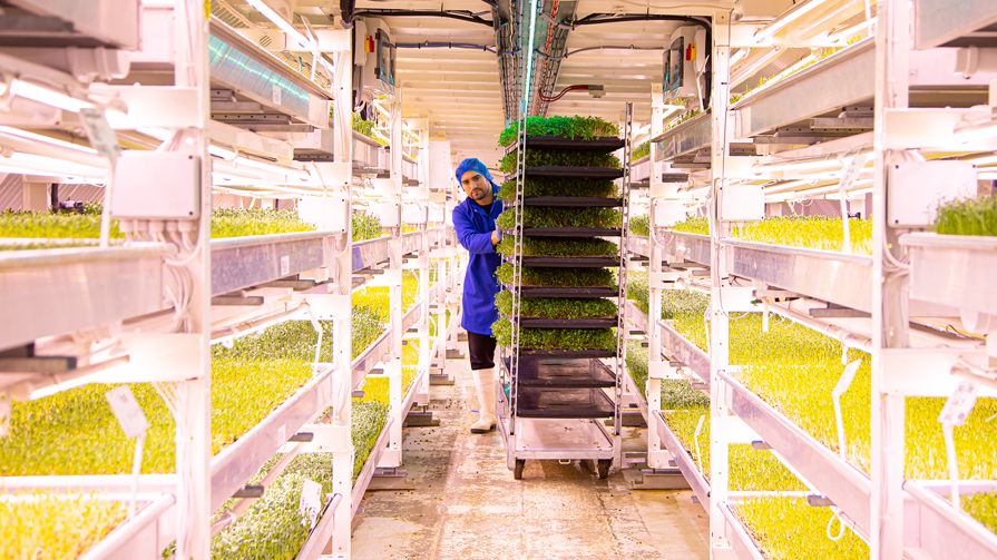 A man wheeling a trolley of plants trhough an aisle of plants growing underground
