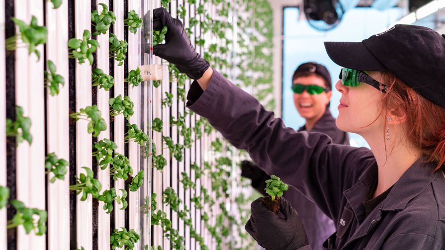 A farmer transplating a basil crop