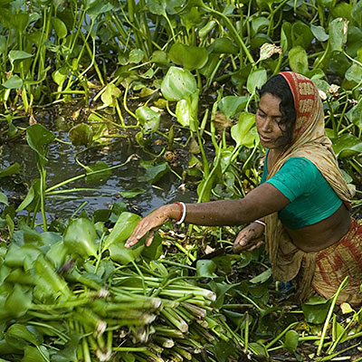 The remarkable floating gardens of Bangladesh