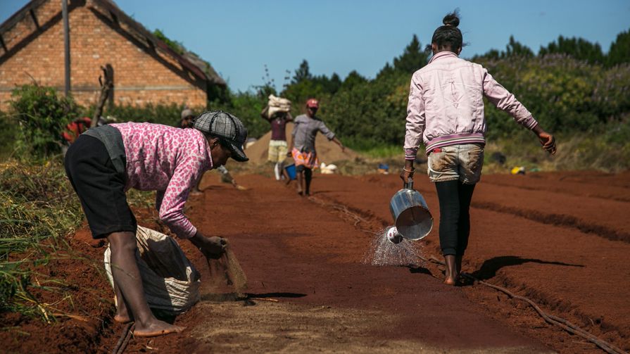 People planting, watereing and carrying seeds