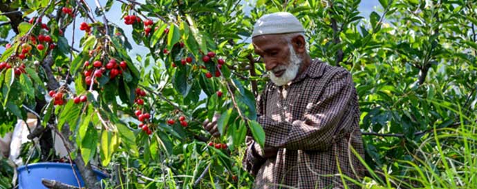farmer checking a fruit plant