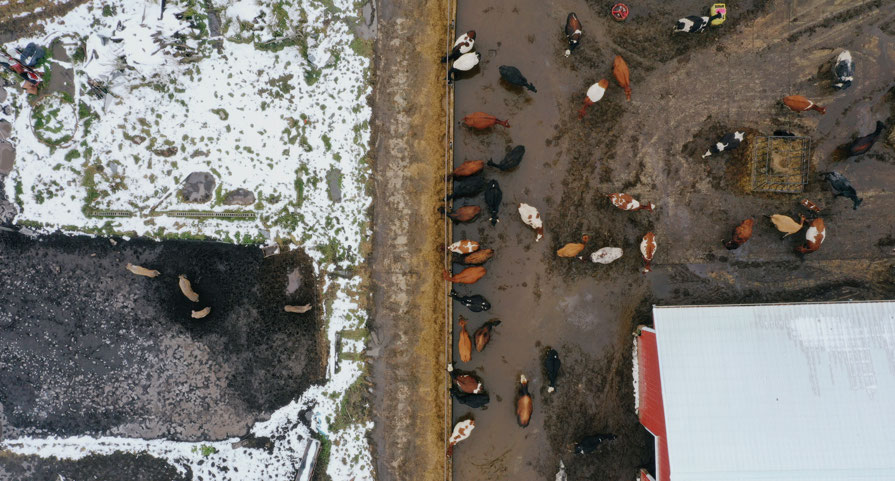 A drone-eye view of a farmyard (Credit: Reuters)