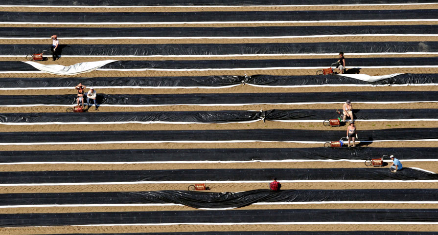 Asparagus pickers picking asparagus