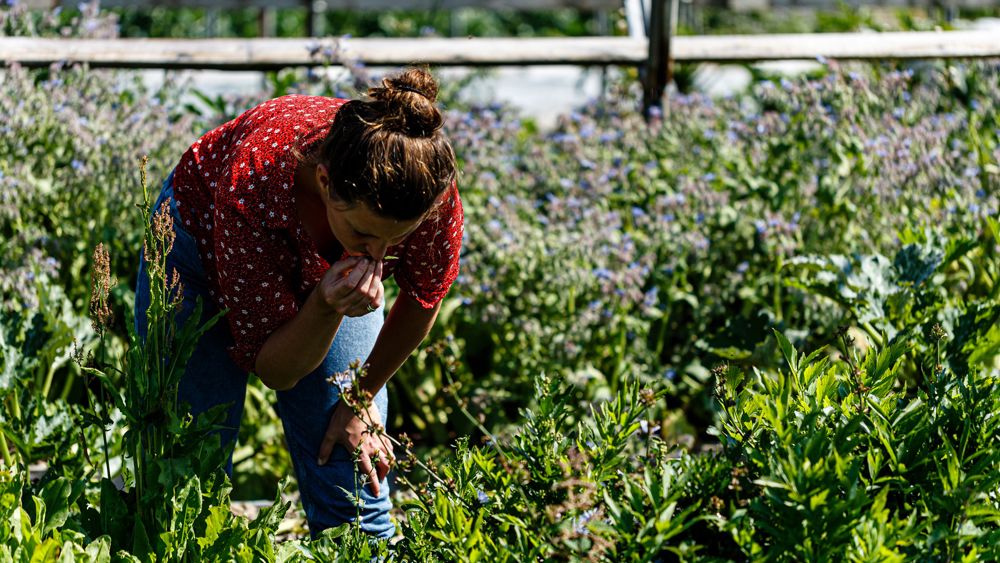 A grower examening ther produce to see if it is ready