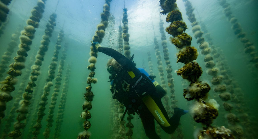 A diver examines ropes of oysters (Credit: Getty Images)
