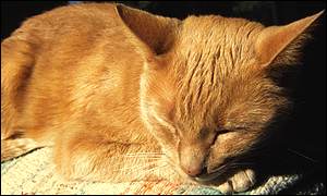 Photograph taken with a camera with the X3 chip