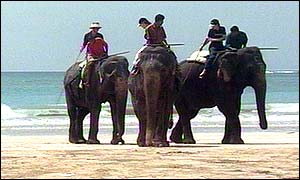 Elephant polo on the beach