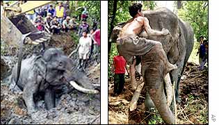 A crane is used to pull out the elephant; keeper consoles the elephant once it is freed.