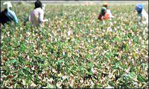 Indian cotton pickers