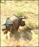 Nepal rhino