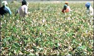 Cotton pickers