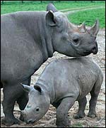 Adult black rhinoceros with its young