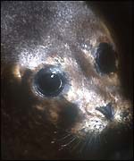 Seal