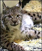 Lynx (Press Association)