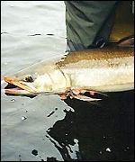 Artic char