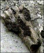 Bone found at Yekaterinburg