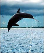 Leaping dolphin BBC