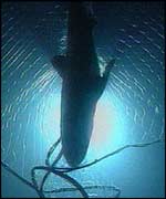 Dolphin caught in a fishing net