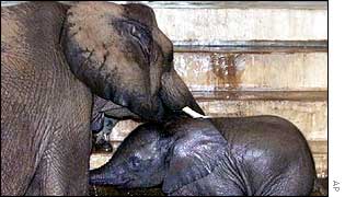 Mother and baby elephants