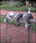 Antelopes for sale by the side of the road 