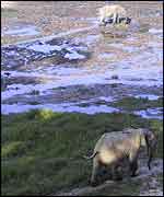 Wild elephants in the park