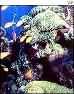 Coral reef in Australia, popular with divers