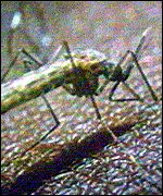 Mosquito biting on skin