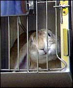 Caged rabbit BBC