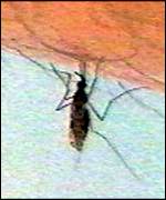 Mosquito biting human, BBC