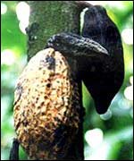 Cocoa pod
