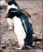 Photo: Falklands Conservation