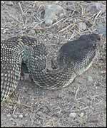 Southern Pacific Rattlesnake
