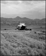 Bringing in the wheat crop