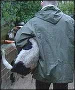 Householder lifts dog to safety from flood water