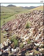 Chinese ducks in action in Xinjiang