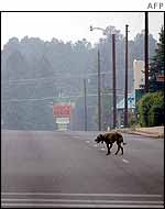 Dog crosses deserted street in Show Low