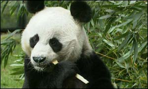 Giant panda