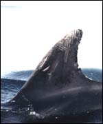 Copyright Simon Ingram