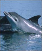 Copyright Dr Simon Ingram