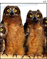 Owls