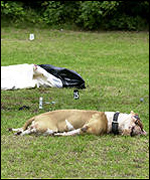 Scene of dog attack on Volkan Kaya