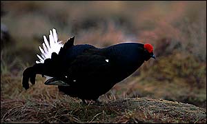 Black Grouse 