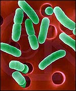 E. coli bacteria
