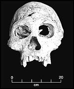 The skull (c. Science)